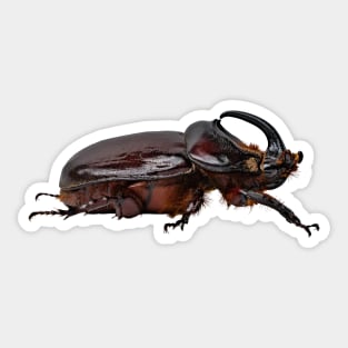 Rhino Beetle Sticker